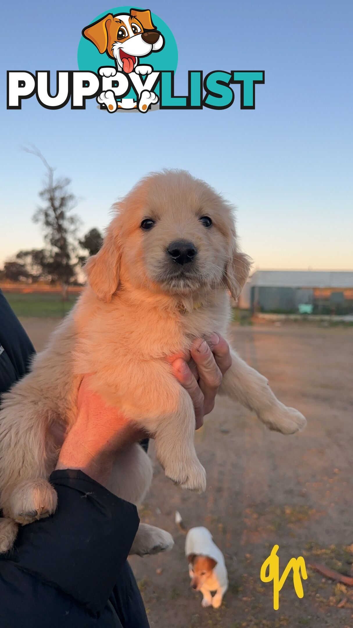 Golden retriever puppies