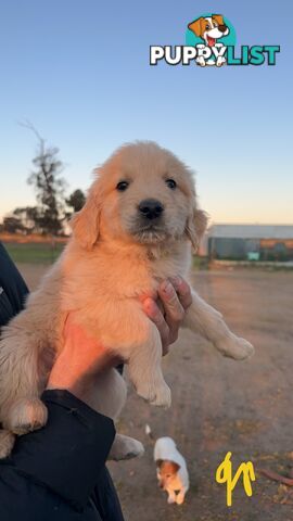 Golden retriever puppies