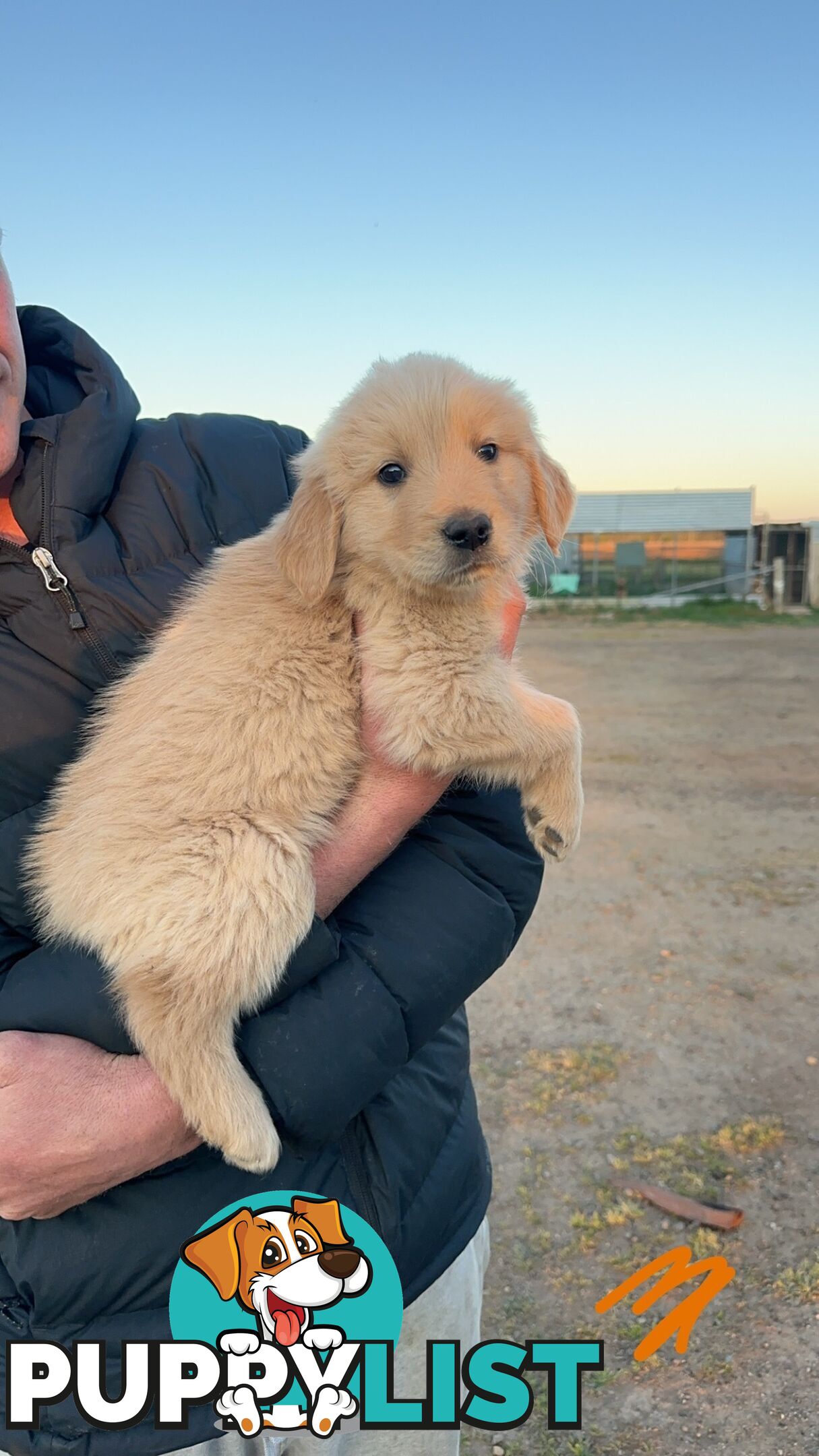 Golden retriever puppies