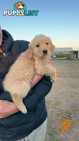 Golden retriever puppies