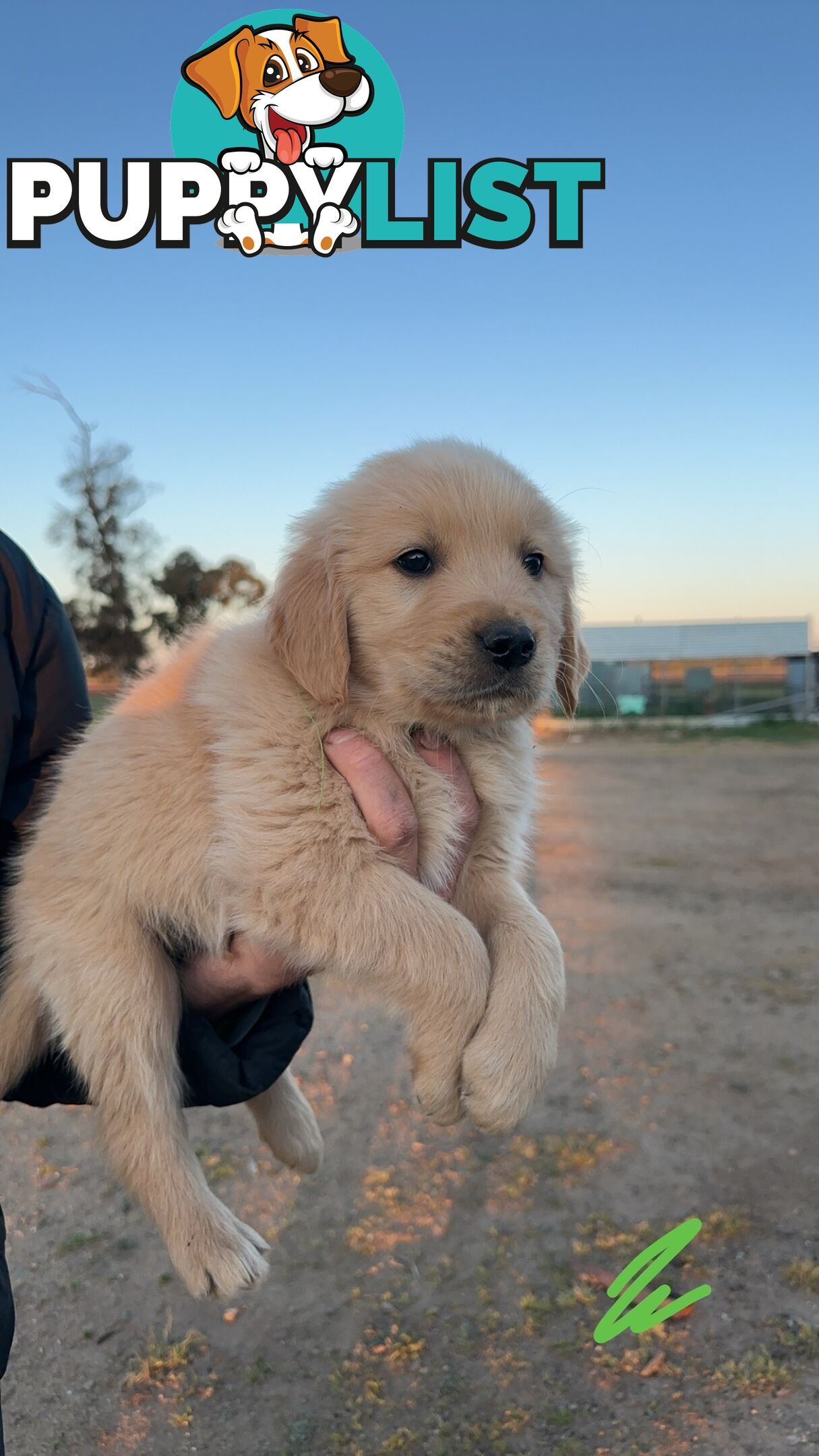 Golden retriever puppies