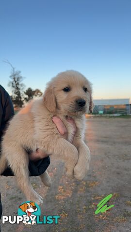 Golden retriever puppies