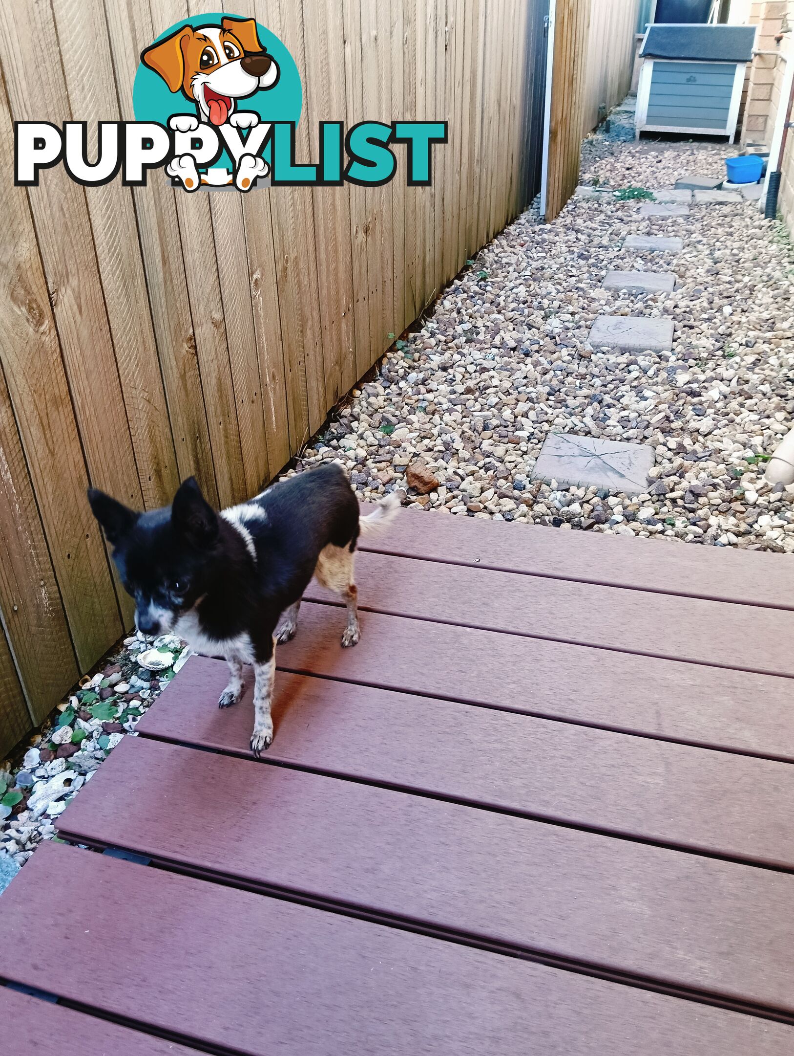 rehoming 9yo female chihuahua