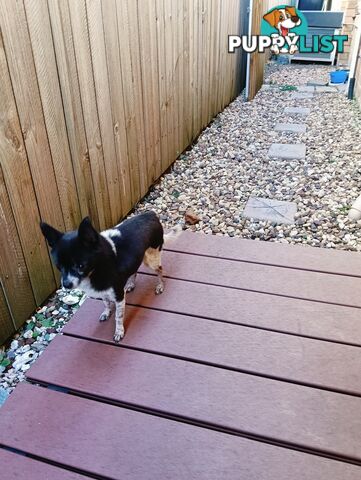 rehoming 9yo female chihuahua