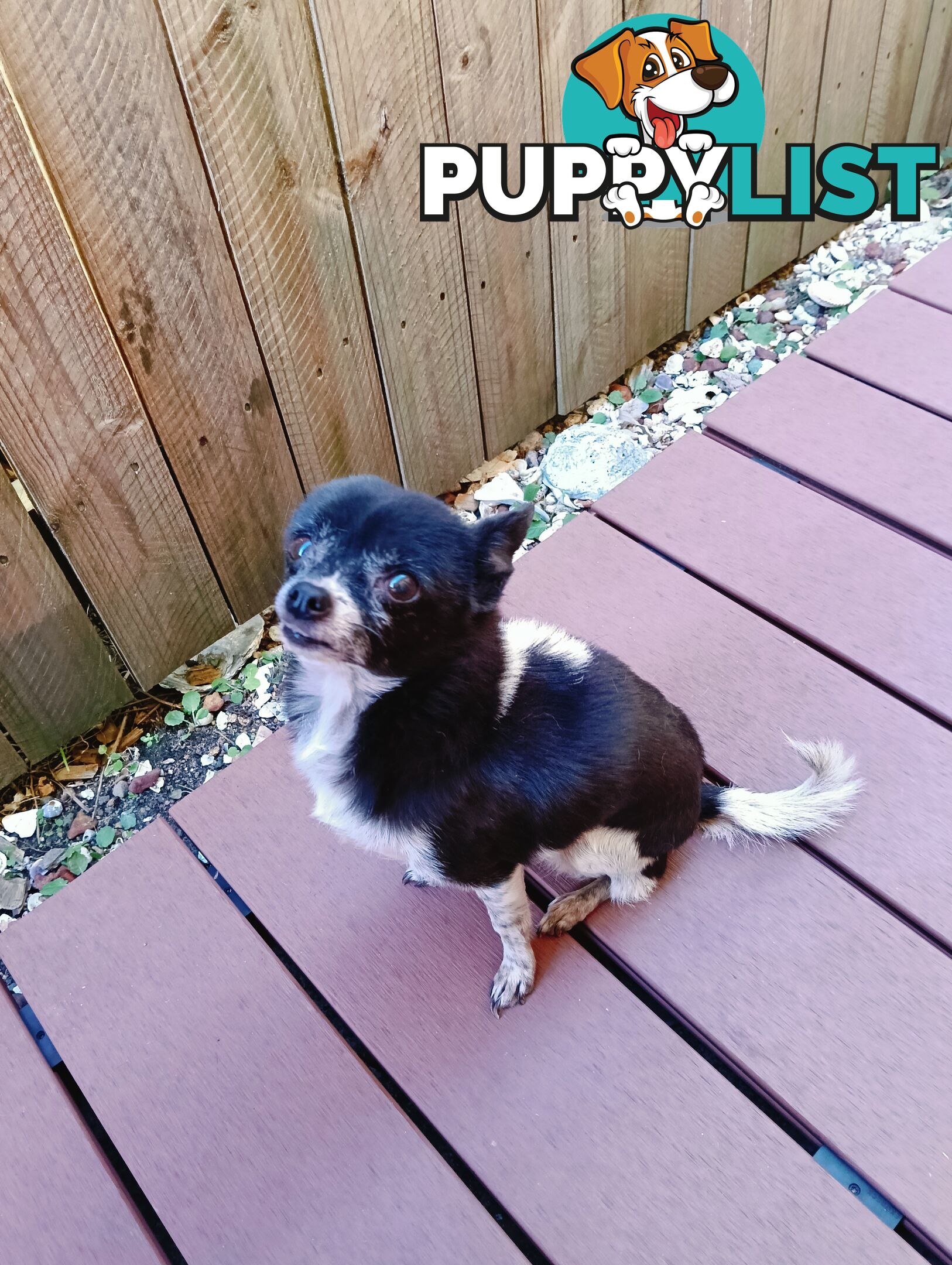 rehoming 9yo female chihuahua