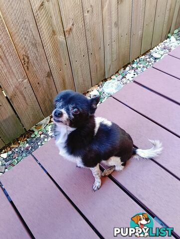 rehoming 9yo female chihuahua