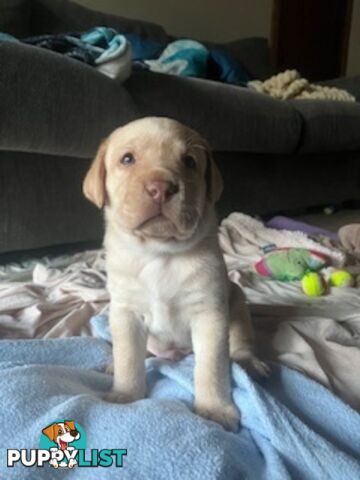 Pure Bred Labrador puppies