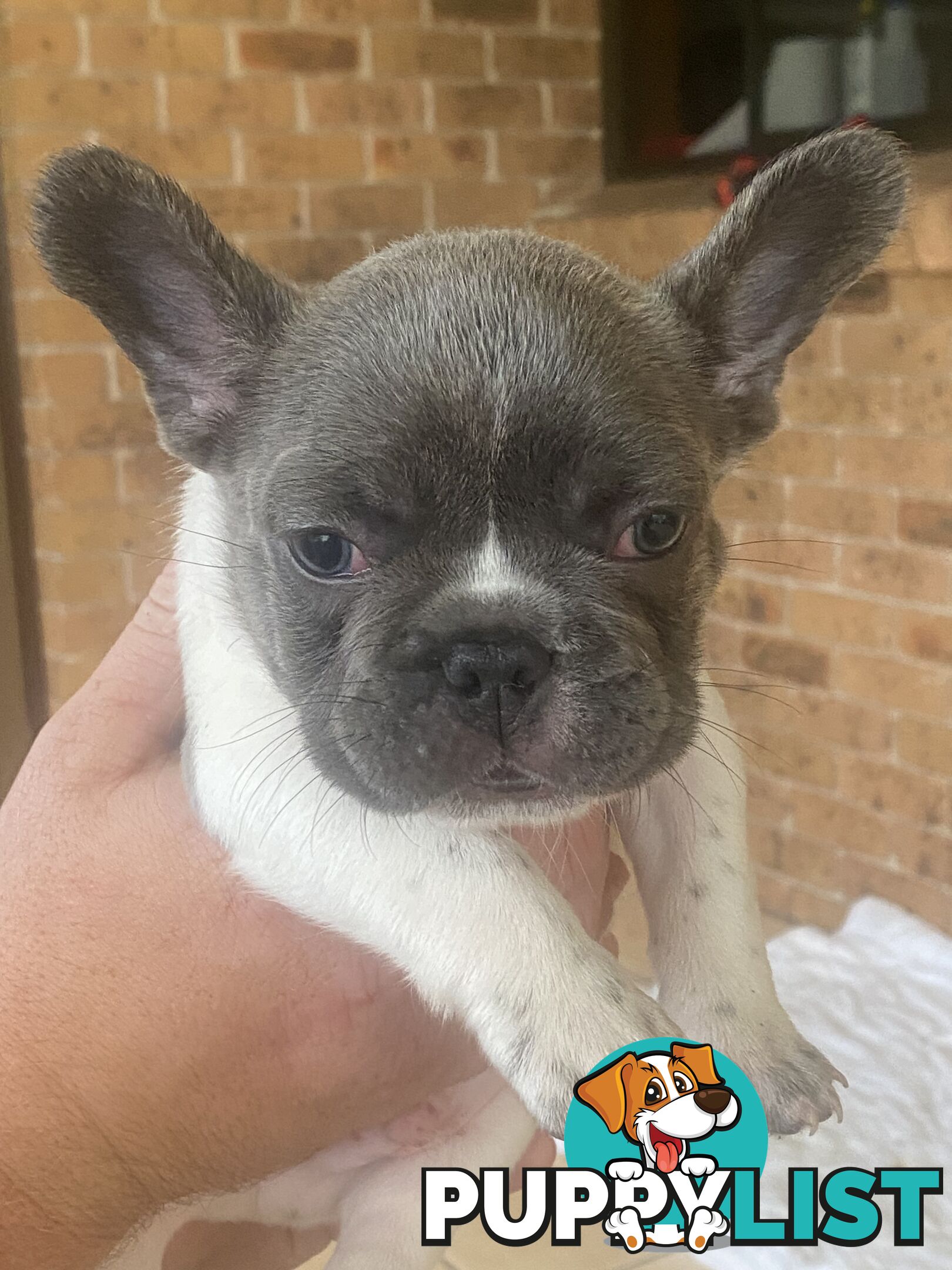 French Bulldog Puppies