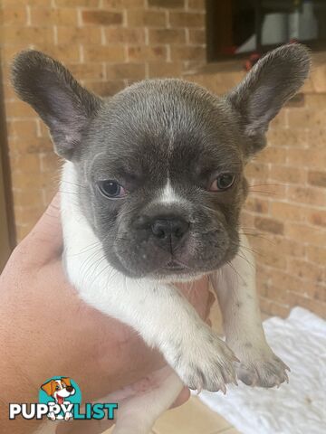 French Bulldog Puppies