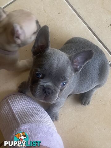 French Bulldog Puppies