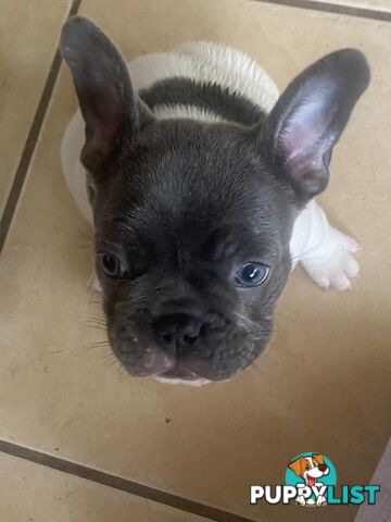 French Bulldog Puppies