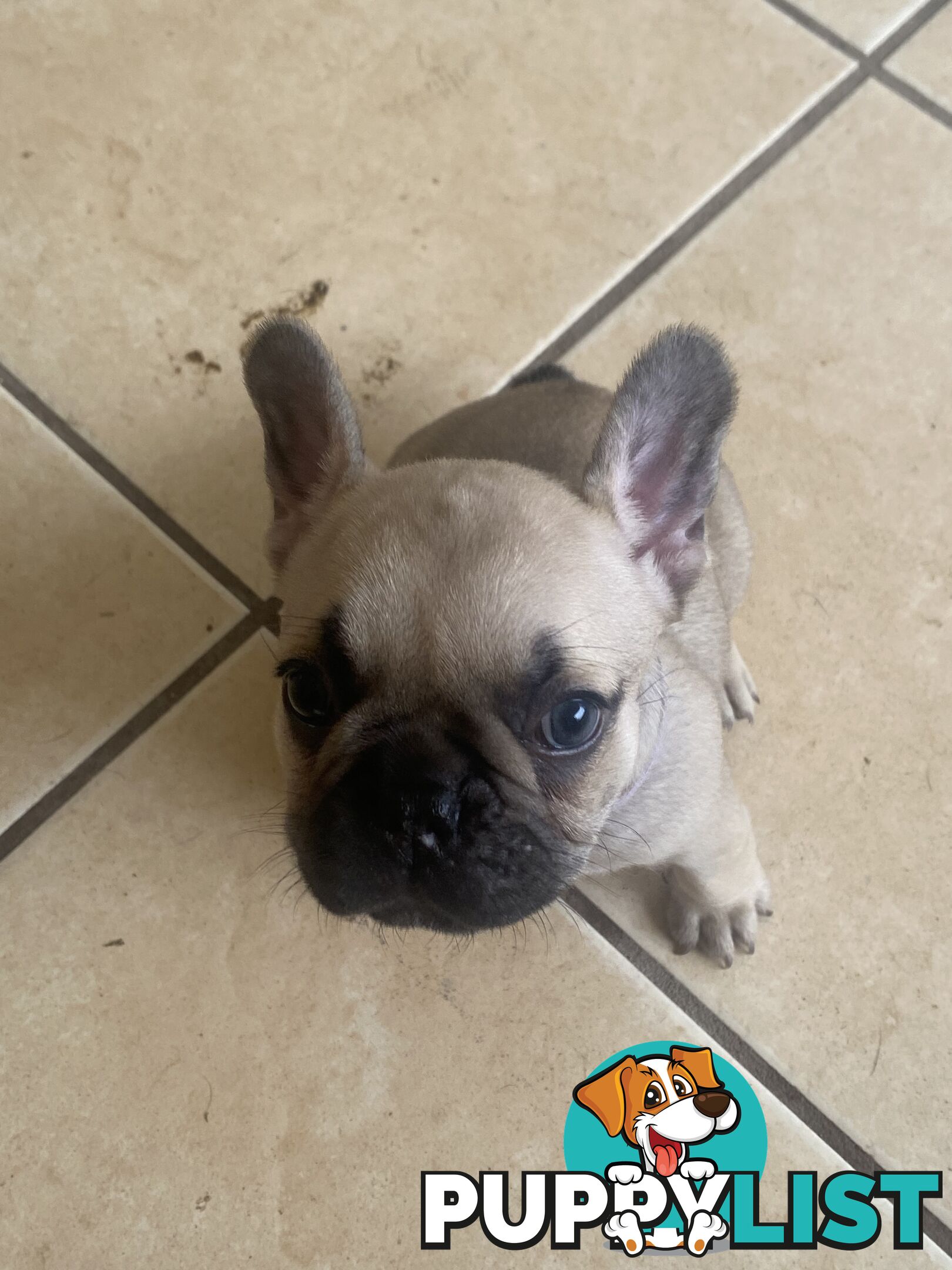 French Bulldog Puppies