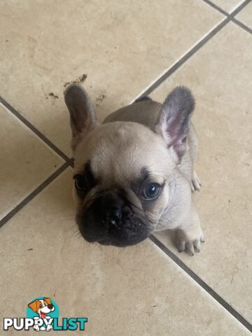 French Bulldog Puppies