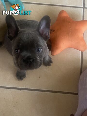 French Bulldog Puppies