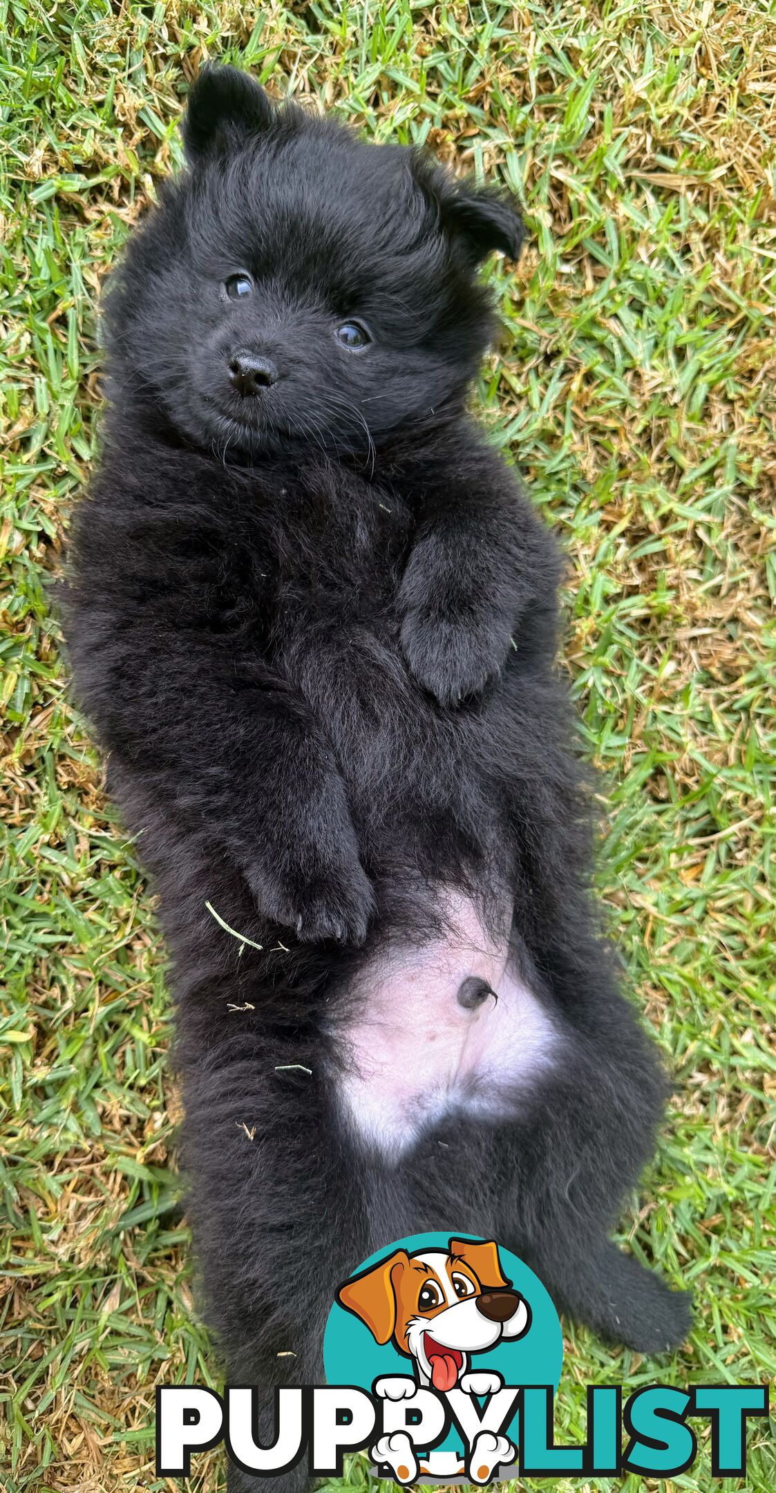 Pomeranians Purebred including rare all black