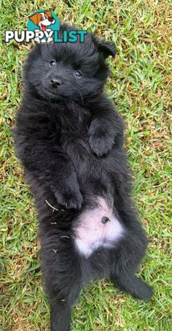 Pomeranians Purebred including rare all black