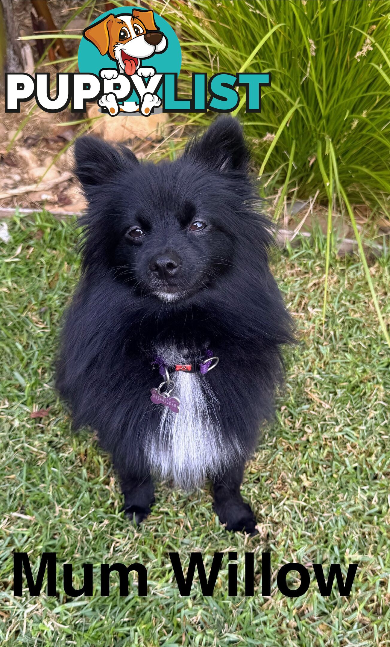 Pomeranians Purebred including rare all black