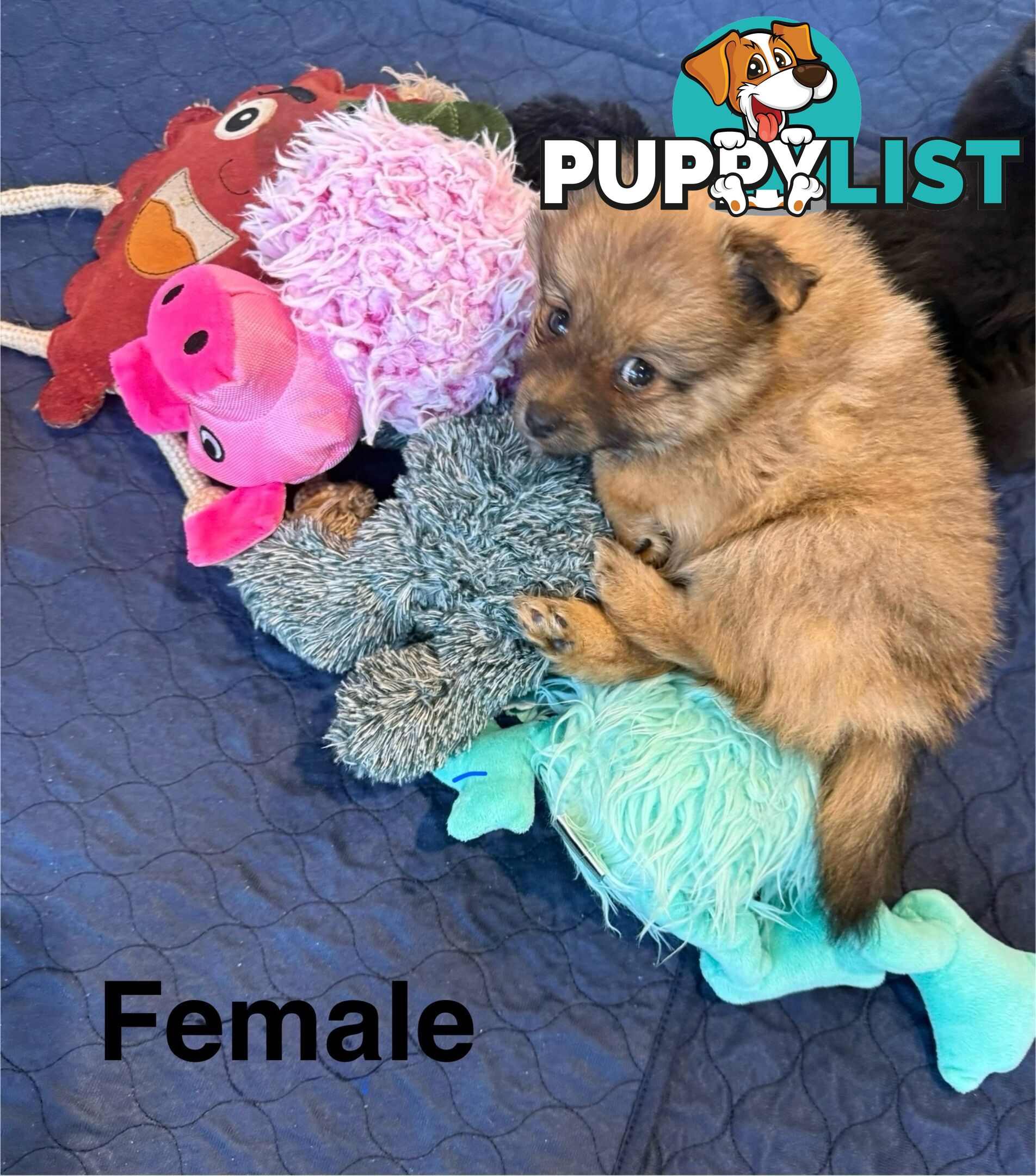 Pomeranians Purebred including rare all black
