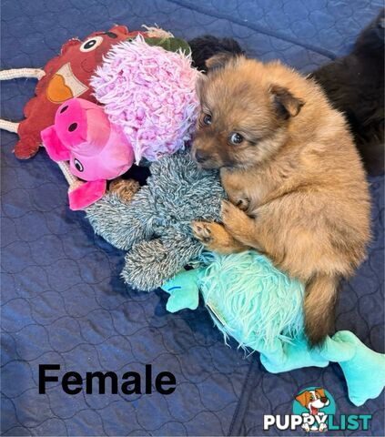 Pomeranians Purebred including rare all black