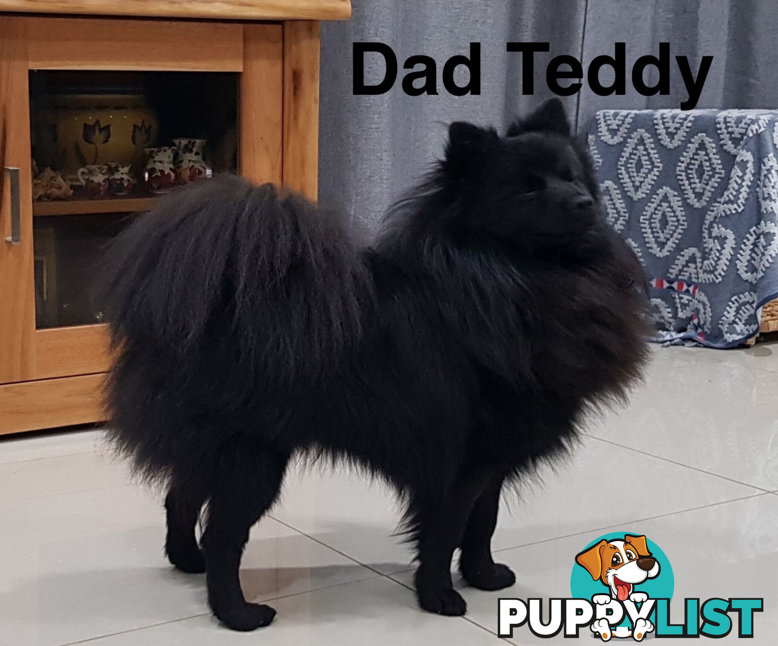 Pomeranians Purebred including rare all black