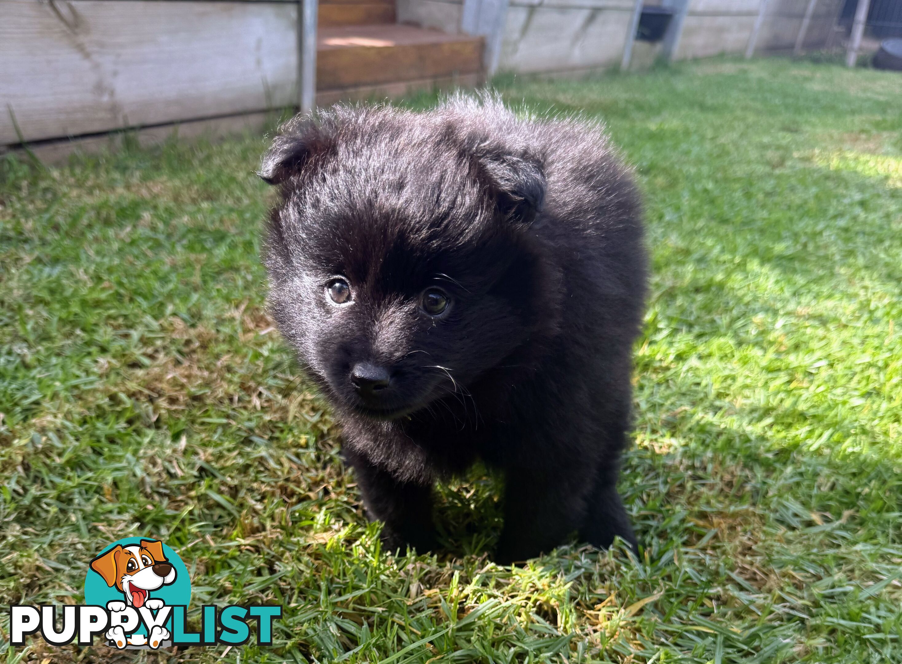 Pomeranians Purebred including rare all black