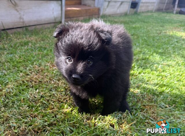 Pomeranians Purebred including rare all black