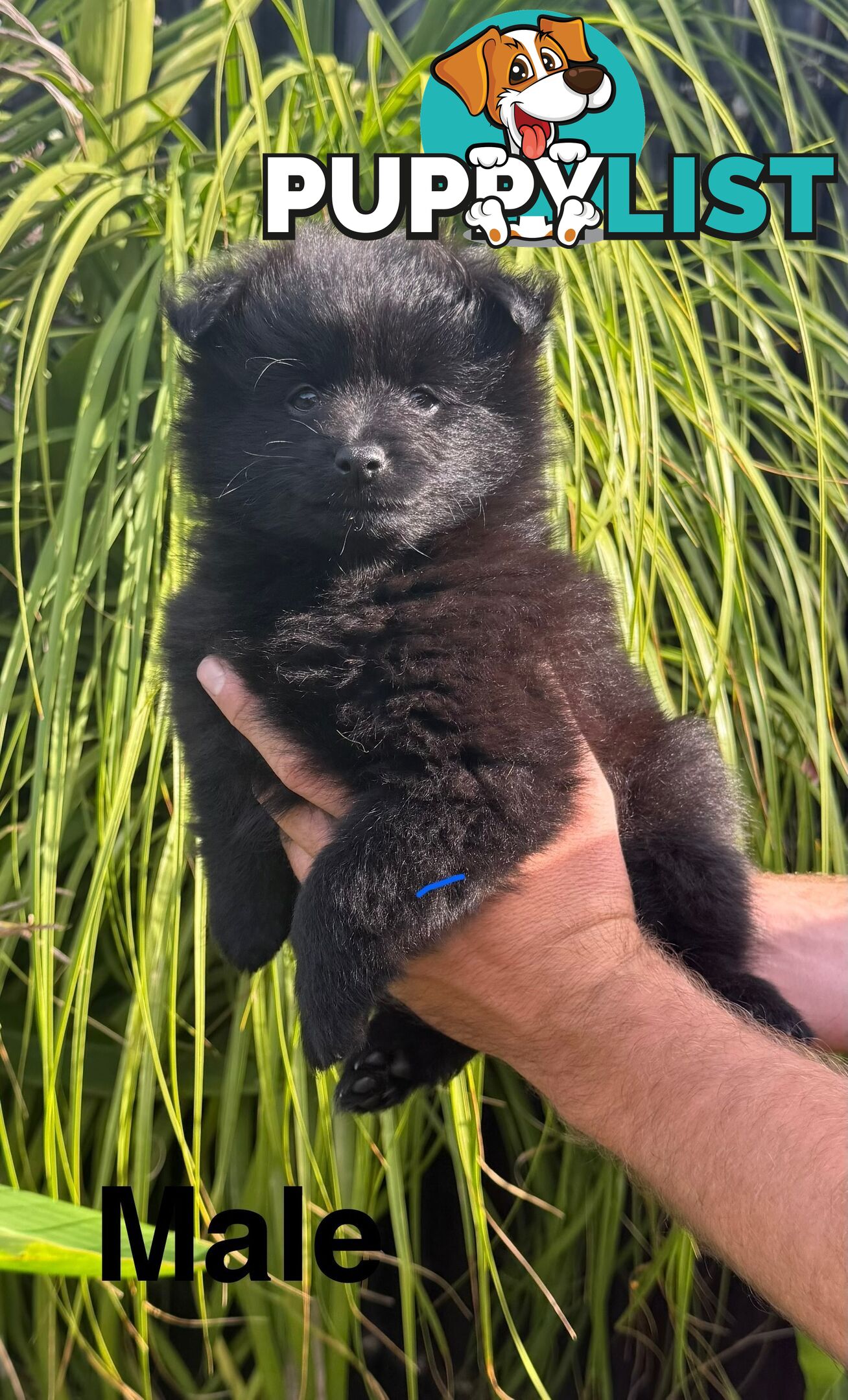 Pomeranians Purebred including rare all black