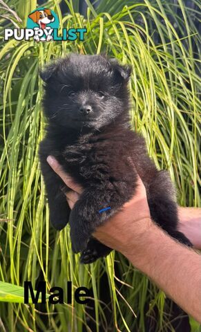 Pomeranians Purebred including rare all black