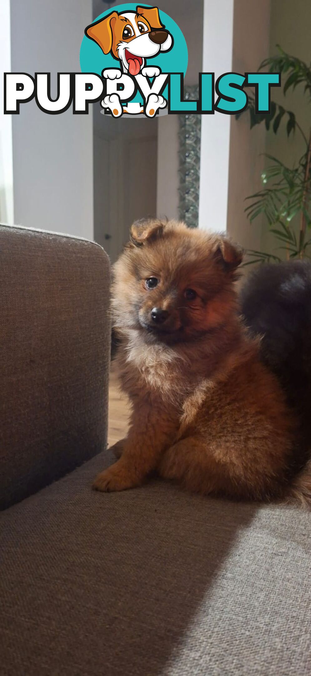 Pomeranians Purebred including rare all black