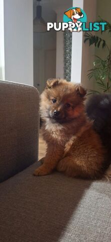 Pomeranians Purebred including rare all black