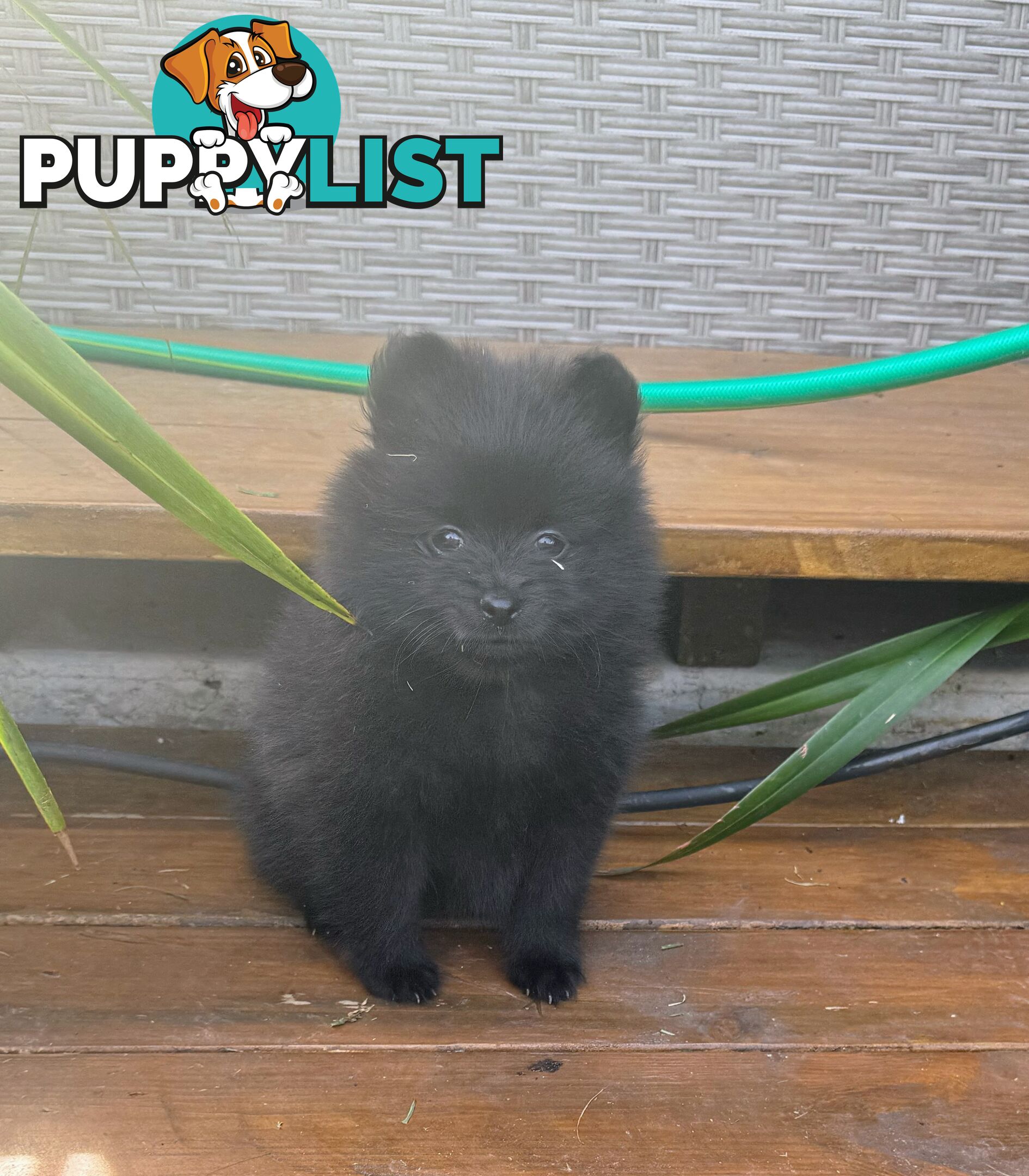 Pomeranians Purebred including rare all black