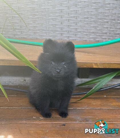 Pomeranians Purebred including rare all black
