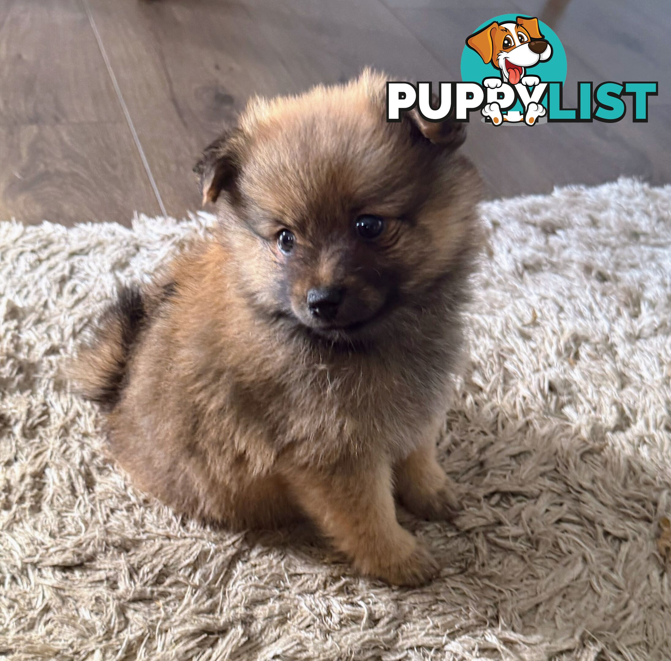 Pomeranians Purebred including rare all black