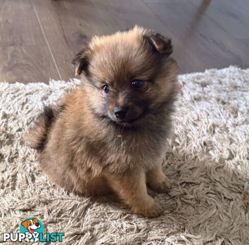 Pomeranians Purebred including rare all black