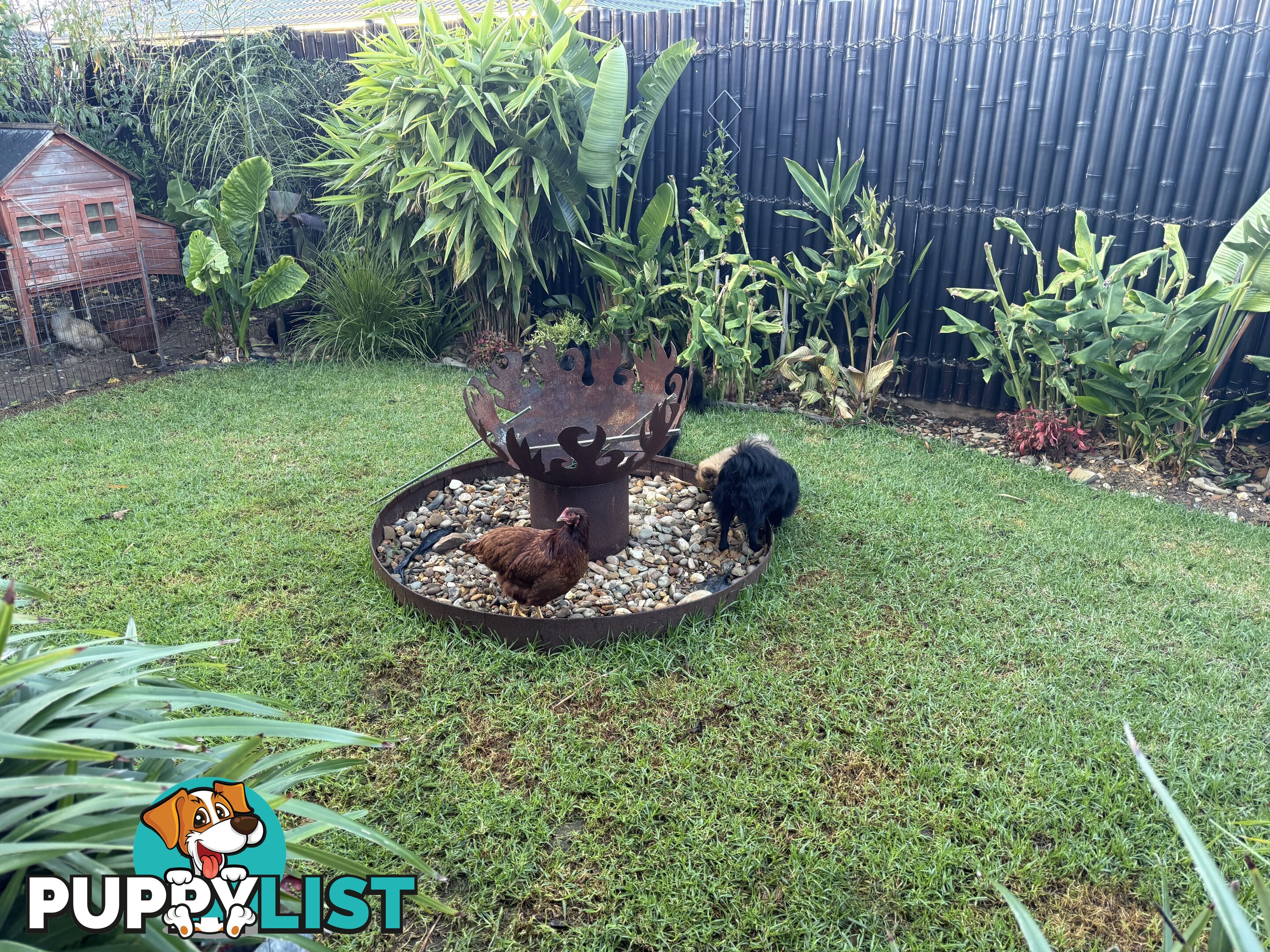 Pomeranians Purebred including rare all black