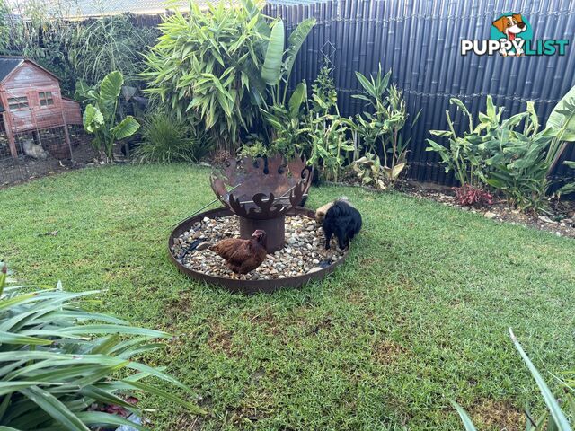 Pomeranians Purebred including rare all black
