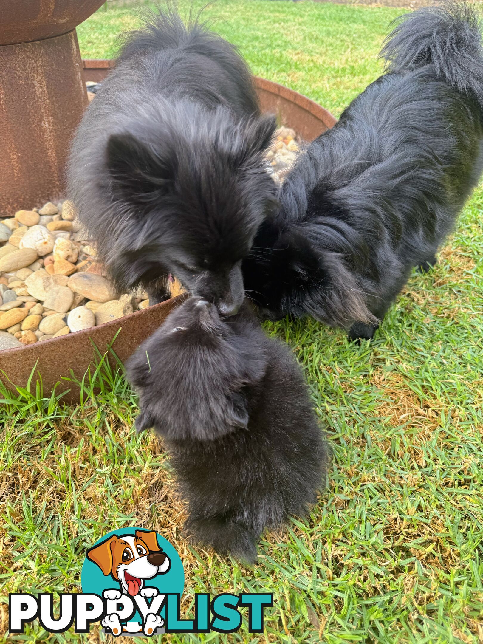 Pomeranians Purebred including rare all black