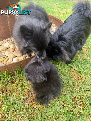 Pomeranians Purebred including rare all black