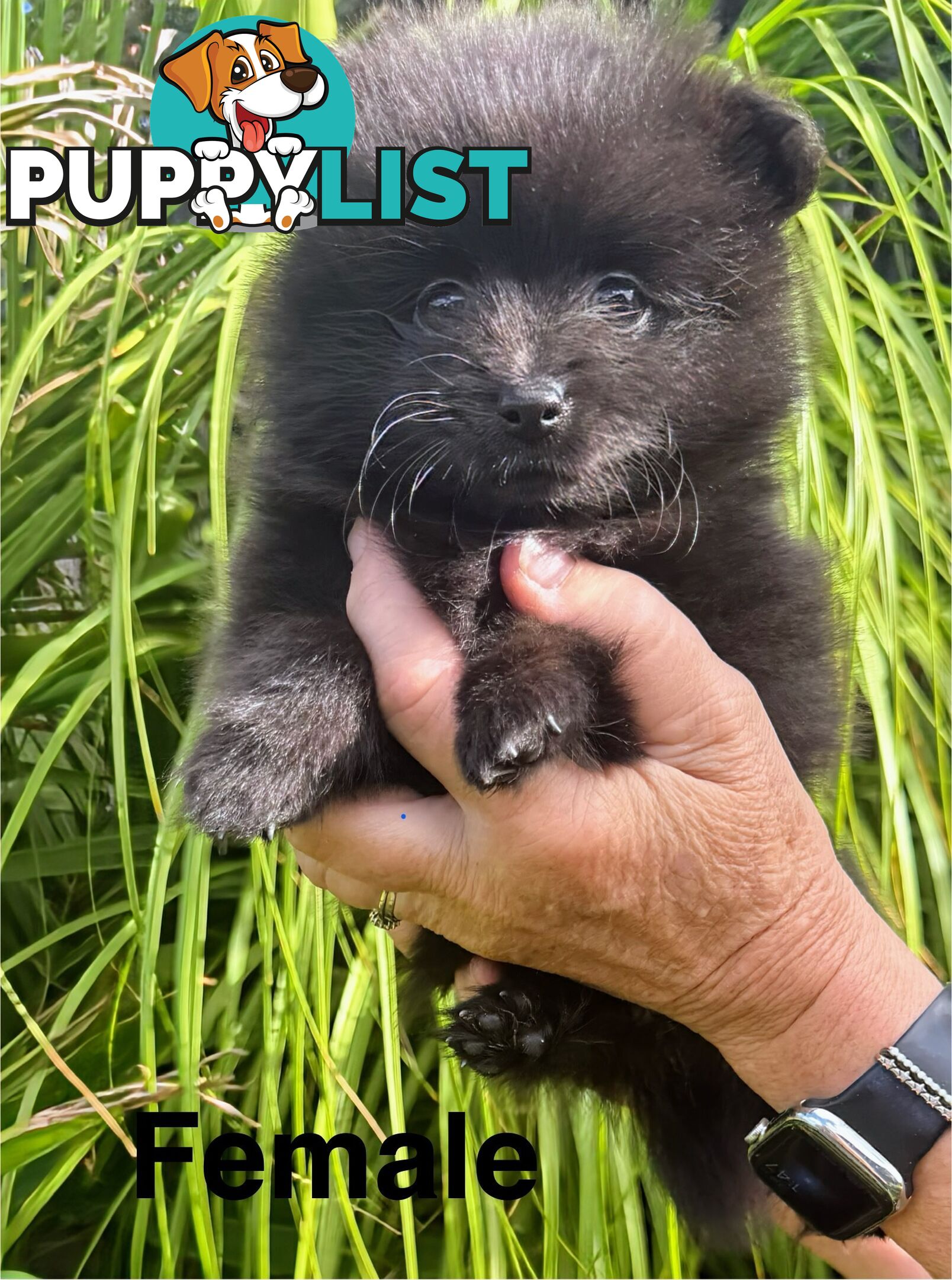 Pomeranians Purebred including rare all black