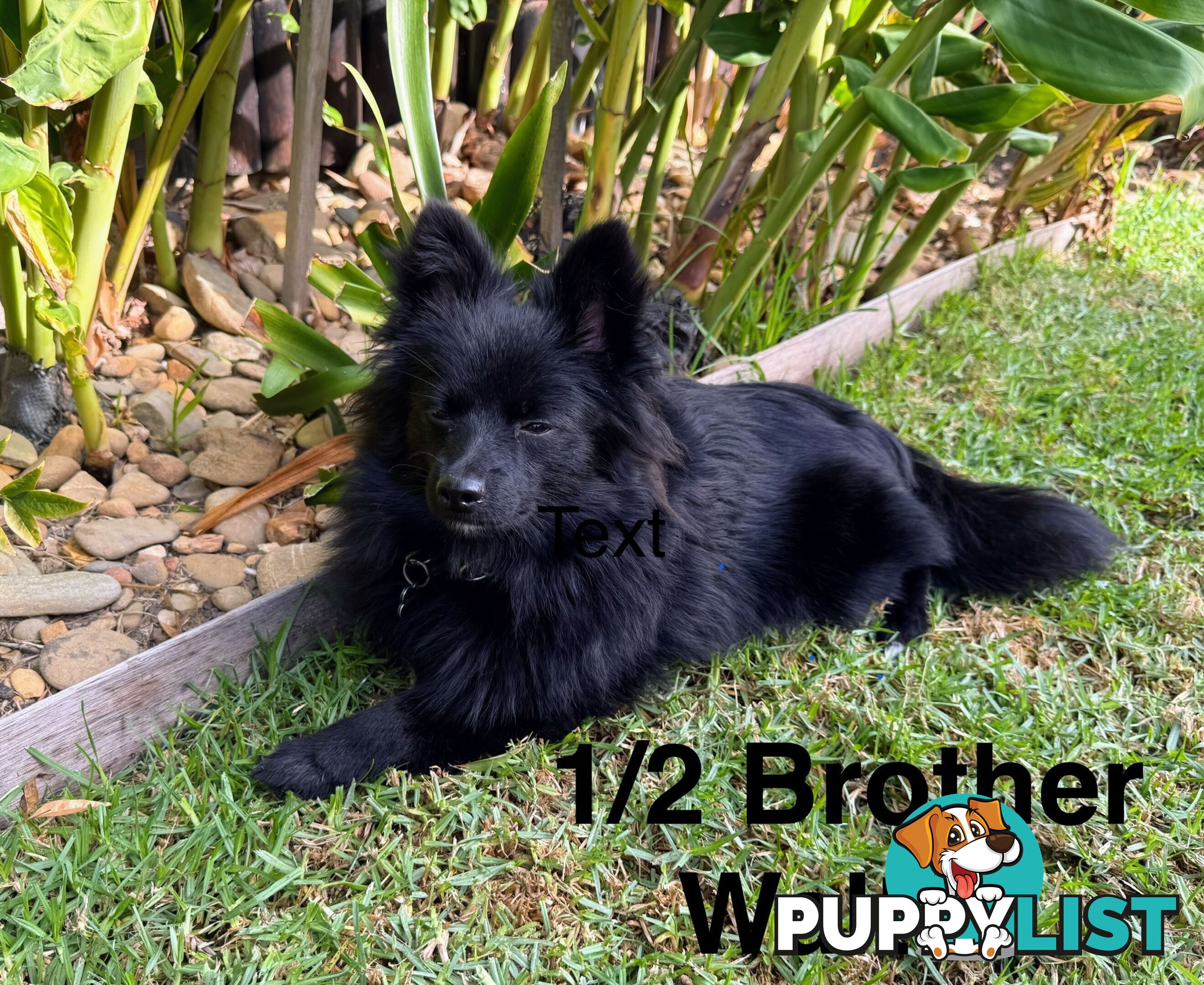 Pomeranians Purebred including rare all black