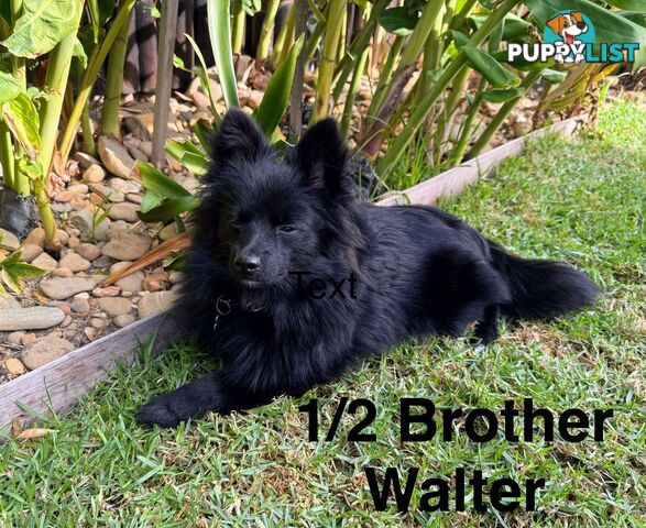 Pomeranians Purebred including rare all black