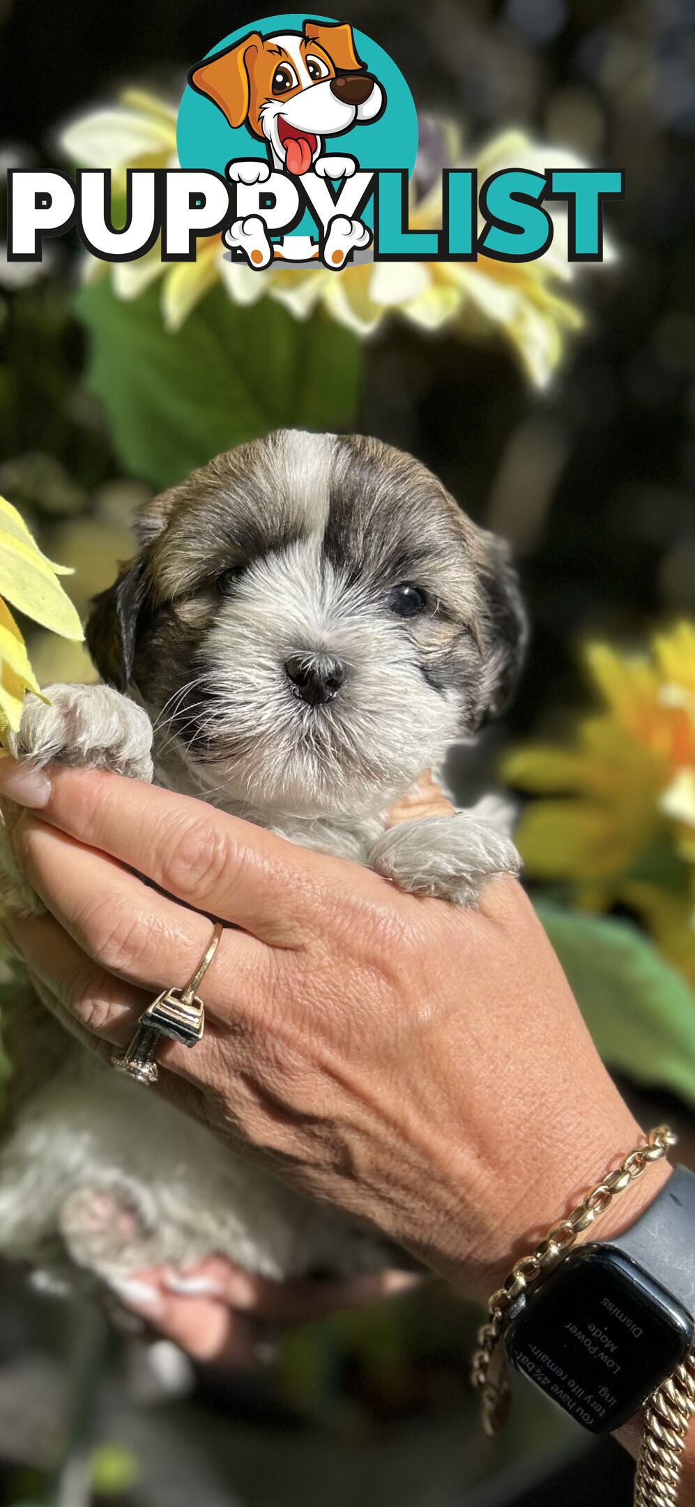 Maltese shih Tzu puppies