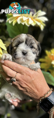 Maltese shih Tzu puppies