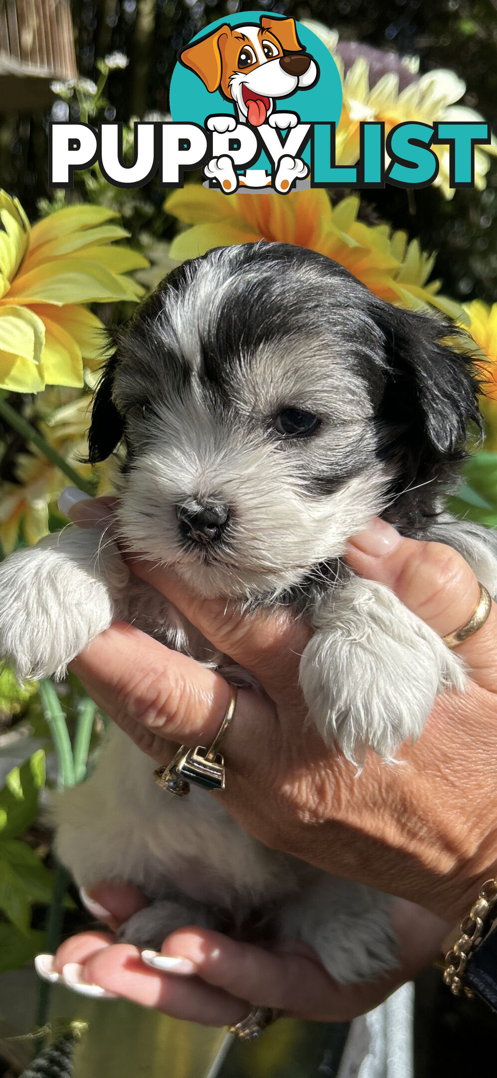 Maltese shih Tzu puppies