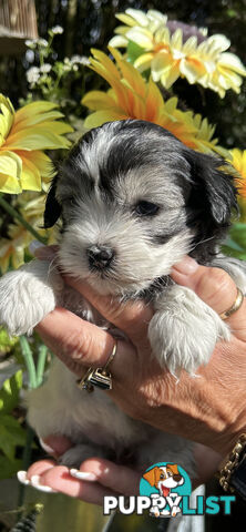 Maltese shih Tzu puppies