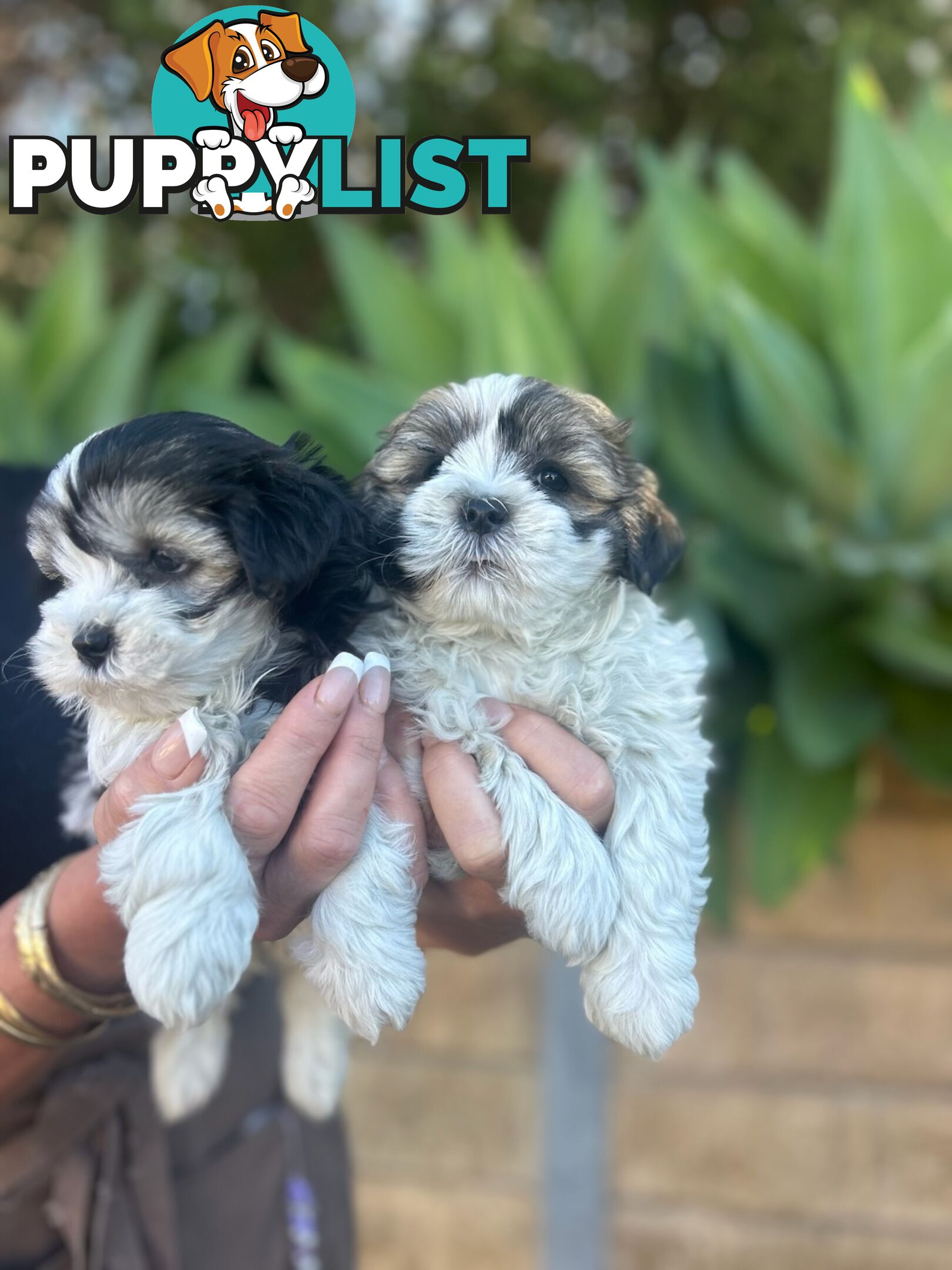 Maltese shih Tzu puppies