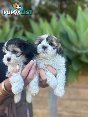 Maltese shih Tzu puppies