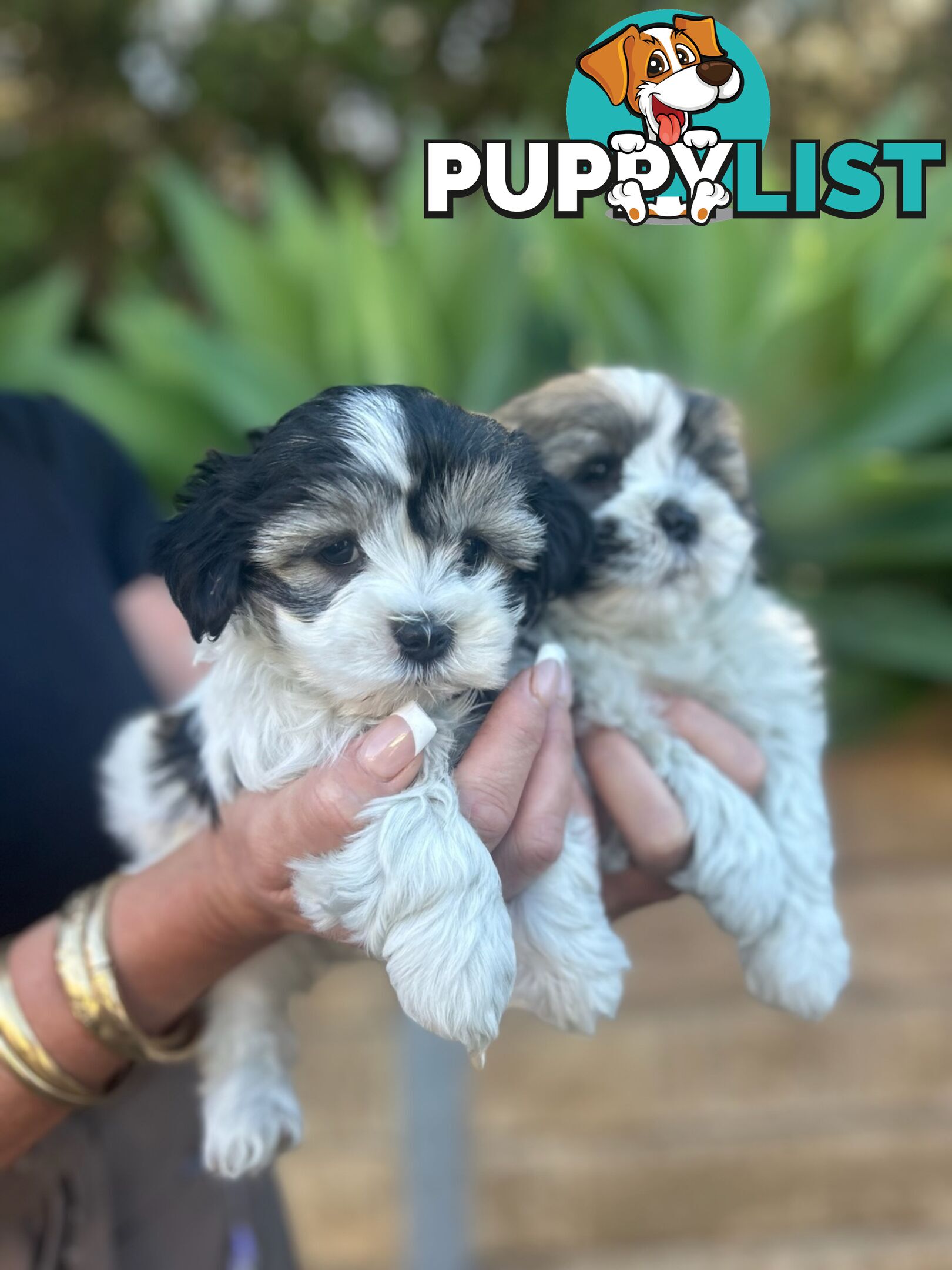 Maltese shih Tzu puppies