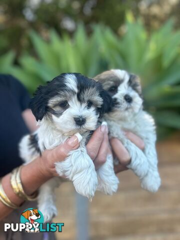 Maltese shih Tzu puppies