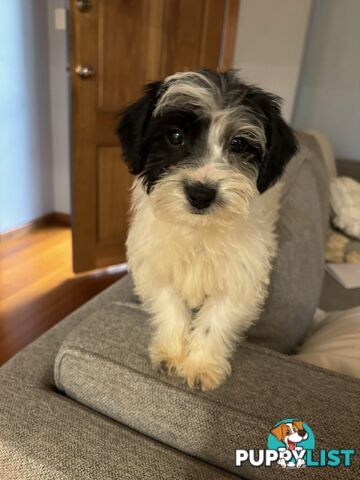 Jackapoo